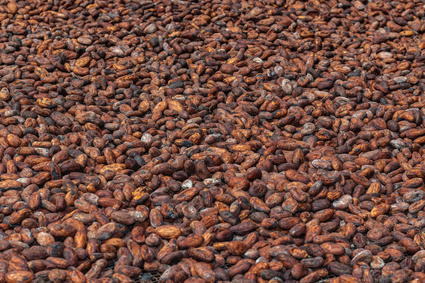 PNG Whole-Bean Cacao Paste
