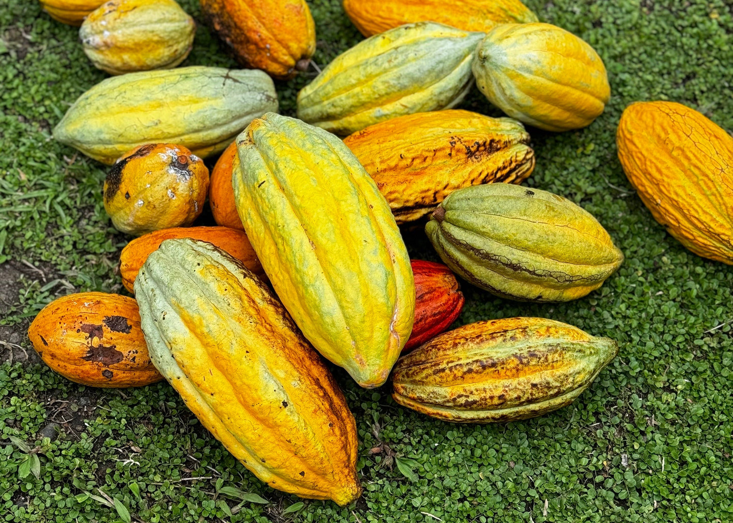 PNG Whole-Bean Cacao Paste