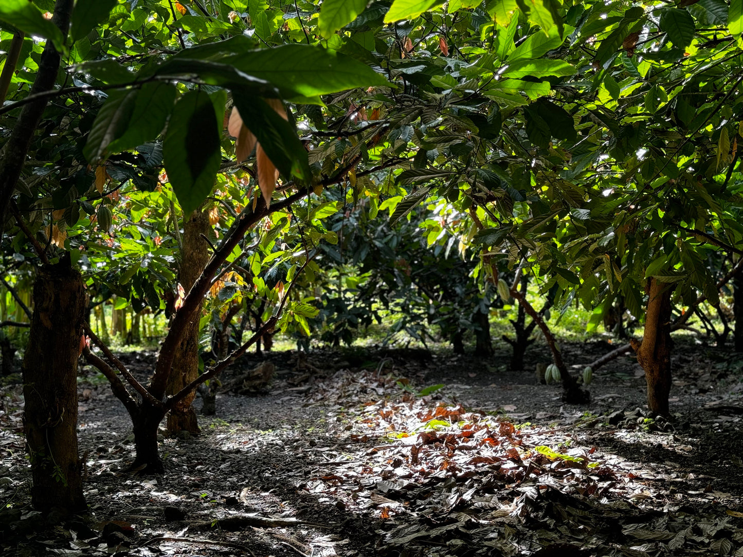PNG Whole-Bean Cacao Paste